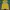 Tommy Hilfiger Casual T-shirt Pria Yellow