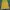 Tommy Hilfiger Casual T-shirt Pria yellow photo 8
