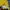Tommy Hilfiger Casual T-shirt Pria yellow photo 7