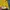 Tommy Hilfiger Casual T-shirt Pria yellow photo 6