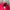 Japanese brand Skater Indie Hat Wanita red photo 4
