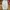 Uniqlo Vintage Streetwear Pria cream photo 1