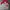 Adidas Streetwear Track jacket Pria white red photo 5