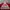 Adidas Streetwear Track jacket Pria white red photo 2