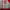 Adidas Streetwear Track jacket Pria white red photo 4