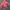 Columbia Sportswear Windbreaker Wanita pink photo 1