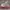 Converse Streetwear Sneakers Pria white red photo 2