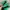 Converse Emo Sneakers Pria green photo 4