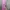 GENTLEWOMAN Coquette Casual Handbag Wanita pink photo 6