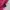 GENTLEWOMAN Coquette Casual Handbag Wanita pink photo 4