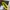 Charles and Keith Coquette Casual Wallet Wanita yellow photo 4