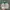 Converse Streetwear Sneakers Pria green photo 6
