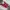 Converse Streetwear Sneakers Pria red photo 1
