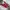 Converse Streetwear Sneakers Pria Red