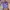 JanSport Casual Bag Pria Purple