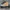 Converse Streetwear Sneakers Pria tan photo 3