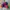 Sportswear Jumper Pria multicolor photo 6