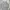 C.P. Company Streetwear Casual Sweatshirt Pria Gray