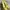 ZARA Luxury Heels Wanita yellow photo 3