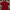 Fred Perry Casual Polo shirt Pria red photo 2