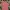 Lacoste Casual Polo shirt Pria pink photo 1