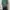 Polo Ralph Lauren Luxury Casual T-shirt Pria green photo 2