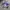 Vintage Y2K T-shirt Pria purple photo 3