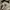 Spao Streetwear Sportswear Casual pants Pria khaki photo 4