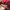 Vintage Hat Pria burgundy red photo 4