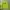 Streetwear Sweater Pria green photo 1