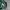 Lacoste Casual Polo shirt Pria white green photo 2