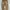 Carhartt Vintage Jeans Pria brown photo 2