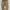 Carhartt Vintage Jeans Pria Brown