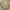 GAP Streetwear Indie Hoody Pria green khaki photo 4