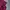 Tommy Hilfiger Casual Polo shirt Pria burgundy red photo 2