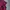 Tommy Hilfiger Casual Polo Shirt Pria Burgundy Red