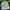 Carhartt Luxury Indie Hat Pria Cream