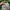 Carhartt Luxury Indie Hat Pria cream photo 5