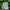 Carhartt Luxury Indie Hat Pria cream photo 1