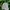 Carhartt Luxury Indie Hat Pria Cream