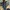 Dickies Casual Casual pants Pria tan black photo 2