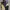Dickies Casual Casual pants Pria tan black photo 1