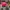 Casual Hat Wanita pink photo 4