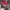 Casual Hat Wanita pink photo 5