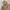 Carhartt Streetwear Hoody Pria tan photo 3