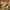Carhartt Streetwear Hoody Pria tan photo 4