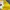 Nike Sportswear Jersey Pria yellow photo 6