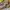 Giordano Gorpcore Windbreaker Pria yellow photo 2