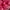 New Balance Sportswear Coquette Backpack Wanita pink photo 5