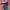 Y2K Windbreaker Pria multicolor photo 1